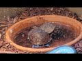 Baby Box Turtles, tearing up worms. Peanut is the darker one and the fluted lighter color is Olive .