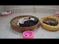 Try Not To Laugh Cats And Dogs Videos😻🐶New Funny Animals Video 2024😍👋