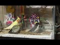 Cockatiel chicks discover toys!!