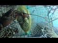I Put My GoPro in a Lobster Trap! 😲 | New England Lobster Fishing |