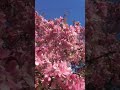 Sakura | Cherry Blossom Music