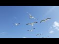 Seagulls Overhead