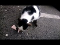 crazy funny hungry cat