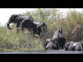 Family of Elephants Swim Across The Chobe River, Botswana, Africa