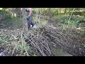 An Endless Amount Of Branches And Sticks - Manual Beaver Dam Removal No.152