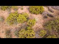 Another attempt at getting video of butterfly migration. Gopro 5 and mavic pro video.