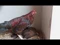 Aseel Rooster Mating  | Aseel Rooster Playing With Hen | Rooster & Hen | Chatter Birds Official