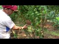 Cultivo de la yerba Mate, familia Froelich, Misiones, Argentina
