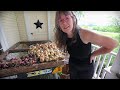 Curing Onions 101 | Extend Shelf Life & Enhance Flavor