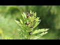 Swarm of Japanese Beetles, Fletcher Wildlife Garden