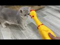 Hilarious Dogs and Catss 😹🐶 Funniest Animals 2024 😍 Part 31