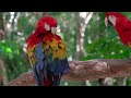 EXTREMELY RELAXING Music for Parrots - Expert Made Relaxation 🦜💤