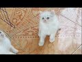 anak kucing putih yang begitu imut😻😻😍#kucingmeongmeong #kucingimut #kucinglucu