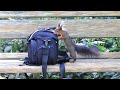 Squirrel is eating a nut and smelling the other nuts in my photobag.