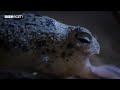 Tiny Frog Faces Night Full Of Terrors | Eden: Untamed Planet | BBC Earth