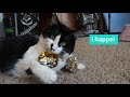 How I'm Dealing w/ Quarantine Ep 1: Throwing my Cats their First Bday Party