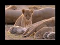 Lioness ignores her injured cub misfit, won't feed him