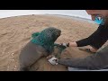 Seal Left Helpless by Fishing Net