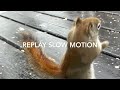 Squirrels boxing fight  please like, share and Subscribe to my channel for more videos #trending