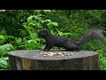 Cat TV for Cats to Watch 😺 Cute Chipmunks, Birds, Squirrels 🐿 Nature Fun 4K HDR 60FPS