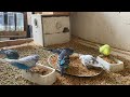 28 Minute Budgies Sounds, Budgies Feeding Time Relax ASMR HD 1080P 60FPS