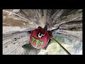 Capítulo I: Cueva de la Virgen, Parque la Huasteca.