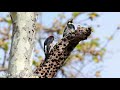 10 Most Beautiful Woodpeckers In The World