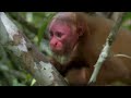 Амазонка | В дебрях Латинской Америки | Discovery Channel