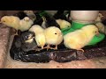 Hatching chicks from eggs |🐣| must see information