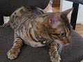 Bengal cat Sasha demands his daily chair spin