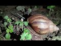 siput babi snails