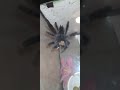 tarantula eating crickets