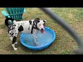 Wyatt the deaf catahoula