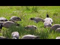 Nisqually National Wildlife Refuge in 4K UHD | Spring - Episode 2