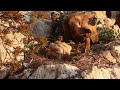 WILDASLIFE NATURE FILMS Eurasian Griffon Vultures / rare nesting footage feeding chick close up