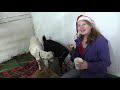 CHRISTMAS ON THE FARM