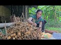 Revisiting Thien's family - Harvesting the first longan season | Tieu Vi - Daily life|