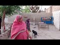 Living Village Traditional Life  Woman Make New Dish In Village Family Recipe