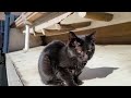 Cat on a roof 지붕위의 고양이 ,,, 우렁찬 아기고양이의 야옹~~ 