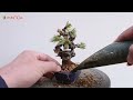 Let's increase its value as a bonsai [Bending a black pine tree bought for 500 yen. ]