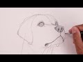 How To Draw a DOG | YELLOW LAB Sketch Tutorial