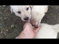 Korean Jindo dog (when puppies show love)