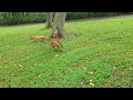 Adult Rhodesian plays with younger sisters.