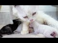 Helping Momma Cat: Bottle Feeding Our Hungry Kittens!