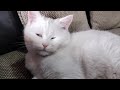 White Cat Want Sleep