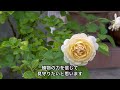 【猛暑に負けない庭】暑さに強い植物と水やりの工夫で作る夏の庭/暑さに強い宿根草　#pwアンバサダー pwアンバサダー #PW#ガーデリンク