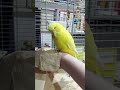 Sick, rescue budgie looks so polite while waiting for his medicine