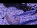deep sea discoveries cute deep Sea creatures beautiful fish video HD