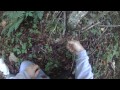 Ginseng Hunting video in the fall of 2014