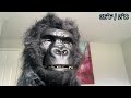 Gorilla Tag but every tag it gets COLDER